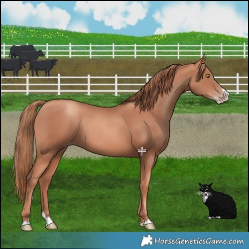 Horse Color:Gold Champagne Splash 