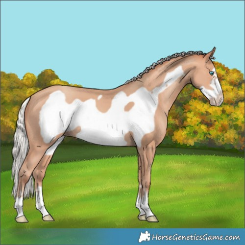 Horse Color:Silver Amber Champagne Frame