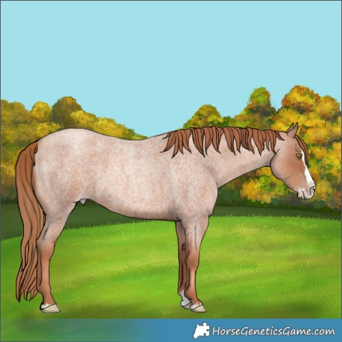 Horse Color:Gold Champagne Roan Splash 