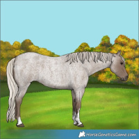 Horse Color:Silver Blue Roan Sabino 