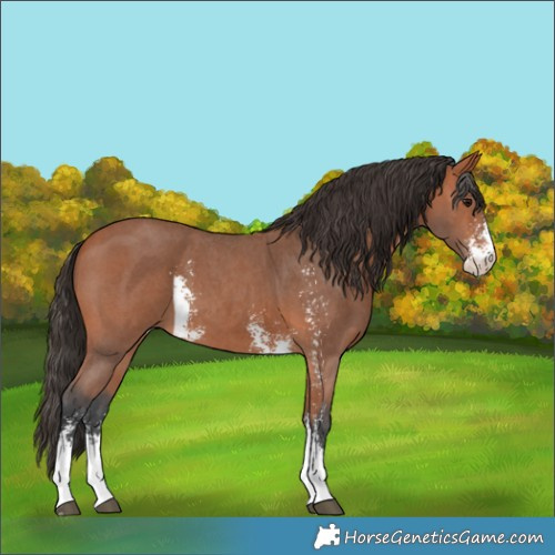 Horse Color:Bay Sabino 