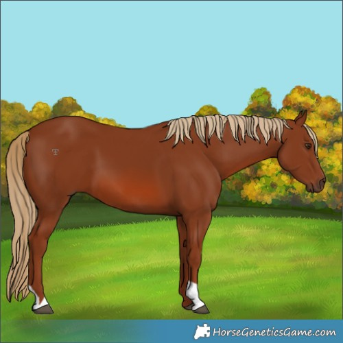 Horse Color:Unknown 
