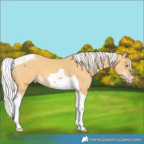 Horse Color:Silver Amber Cream Champagne Tobiano 