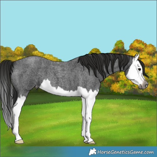 Horse Color:Gray Blue Roan Splash Appaloosa 