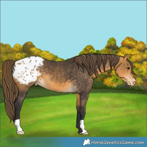 Horse Color:Buckskin Appaloosa 