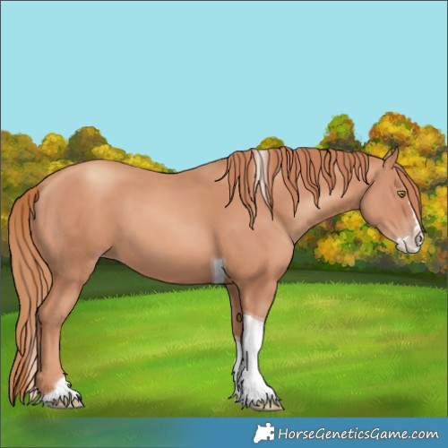 Horse Color:Gold Champagne Splash Tobiano 