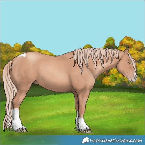 Horse Color:Gold Champagne Splash Tobiano 