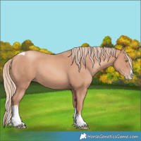 Horse Color:Gold Champagne Splash Tobiano 