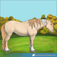 Horse Color:Gold Champagne Dun Splash Tobiano 