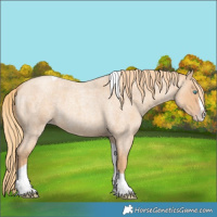 Horse Color:Gold Champagne Roan Splash Tobiano 