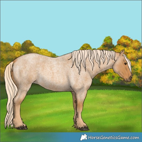 Horse Color:Palomino Roan 