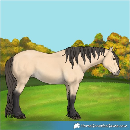 Horse Color:Buckskin 
