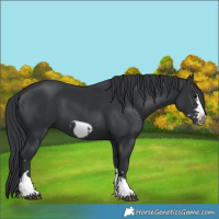 Horse Color:Black  and Black Frame 