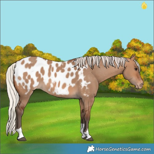 Horse Color:Silver Brown Dun Tobiano Appaloosa 