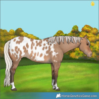 Horse Color:Silver Brown Dun Tobiano Appaloosa