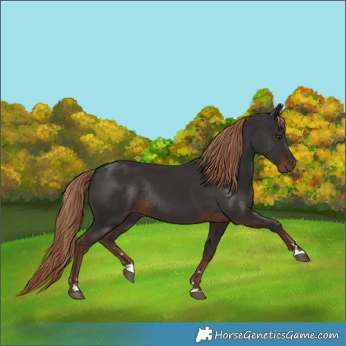 Horse Color:Liver Chestnut Rabicano 