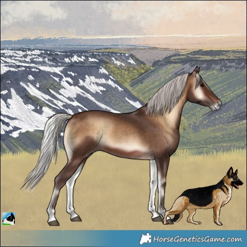 Horse Color:Silver Brown Onyx Rabicano