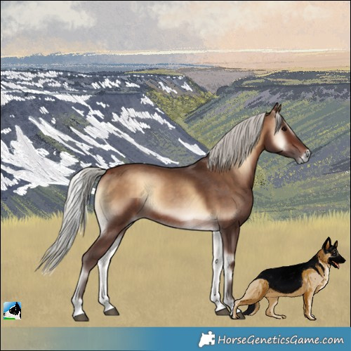 Horse Color:Silver Brown Onyx Rabicano 