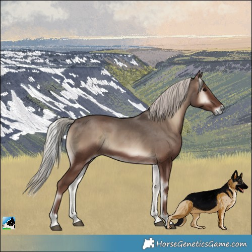 Horse Color:Silver Blue Onyx Rabicano 