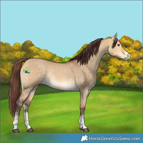 Horse Color:Chocolate Buckskin Dun Sabino Rabicano 