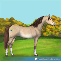 Horse Color:Chocolate Buckskin Dun Sabino Rabicano 