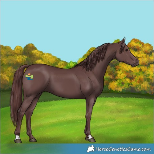 Horse Color:Chocolate Smoky Black 