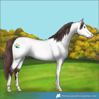 Horse Color:Chocolate Buckskin Chinchilla Tobiano 