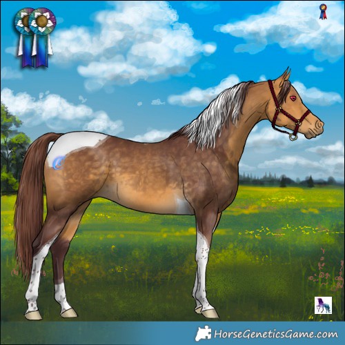 Horse Color:Chocolate Buckskin Tobiano 