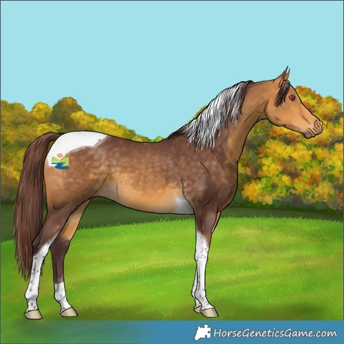 Horse Color:Chocolate Buckskin Tobiano