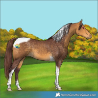 Horse Color:Chocolate Buckskin Tobiano