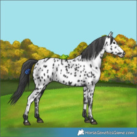 Horse Color:Black Near Leopard Rabicano