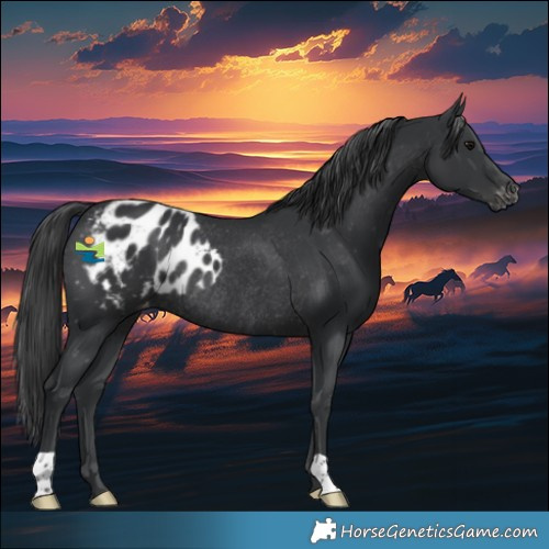 Horse Color:Black Skewed Appaloosa Rabicano