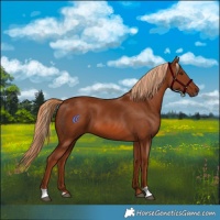 Horse Color:Chestnut 