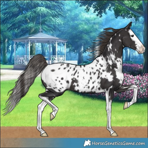 Horse Color:White Spotted Smoky Black Splash Appaloosa 