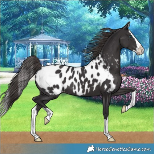 Horse Color:Smoky Black Splash Appaloosa 