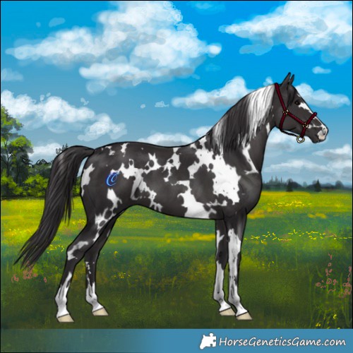 Horse Color:White Spotted Smoky Black 