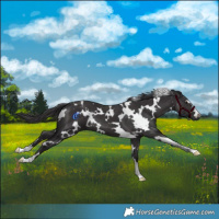 Horse Color:White Spotted Smoky Black
