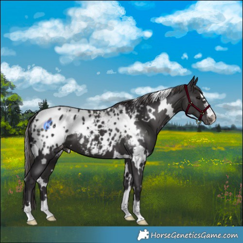 Horse Color:White Spotted Smoky Black Appaloosa 