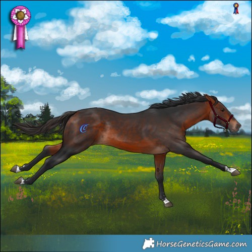 Horse Color:Bay Rabicano