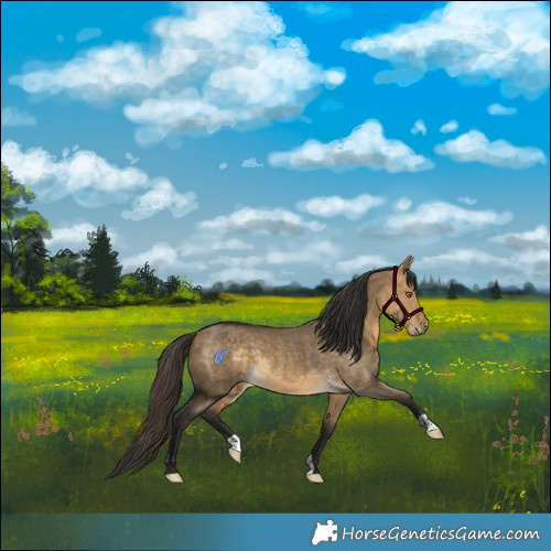Horse Color:Buckskin Dun Rabicano