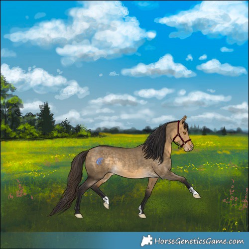 Horse Color:Buckskin Dun Rabicano 
