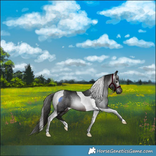 Horse Color:Gray Brown Tobiano Rabicano 