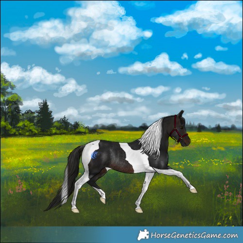 Horse Color:Gray Brown Tobiano Rabicano