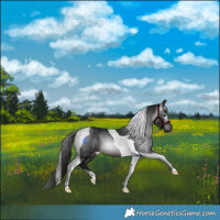 Horse Color:Gray Brown Tobiano Rabicano