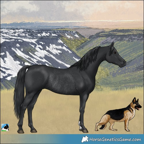 Horse Color:Black Rabicano 