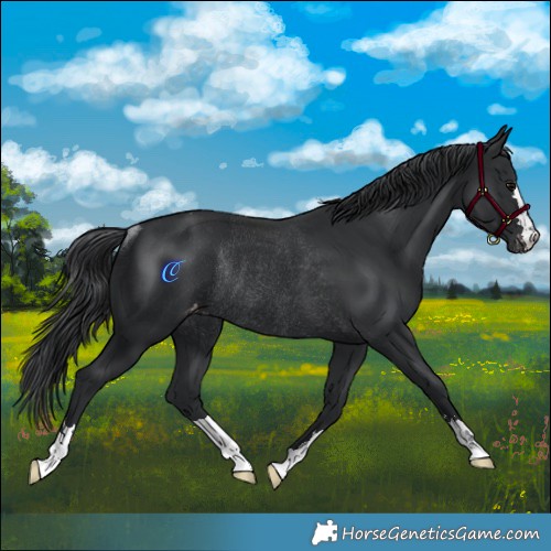 Horse Color:Black Appaloosa Rabicano 