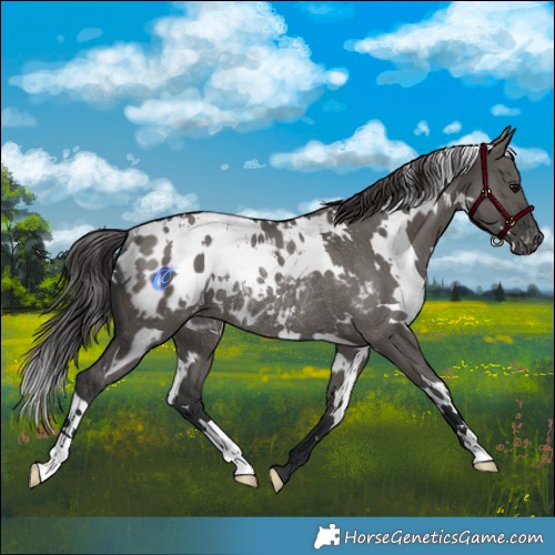 Horse Color:White Spotted Grullo Appaloosa Rabicano