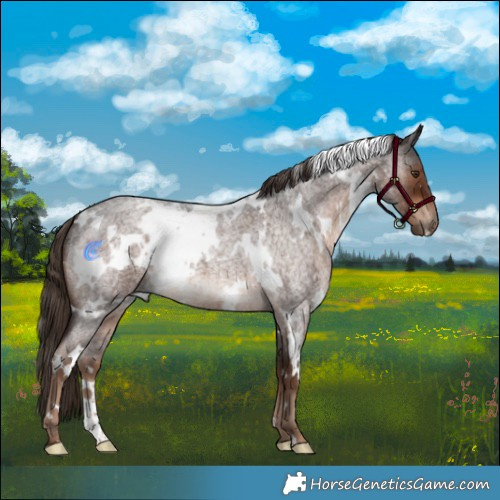 Horse Color:White Spotted Liver Red Roan 
