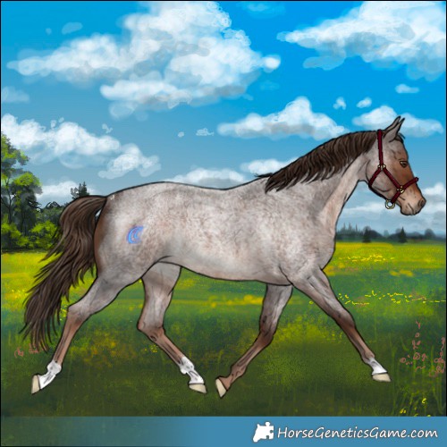 Horse Color:Liver Red Roan Rabicano