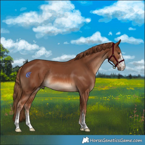 Horse Color:Chestnut Sabino Rabicano